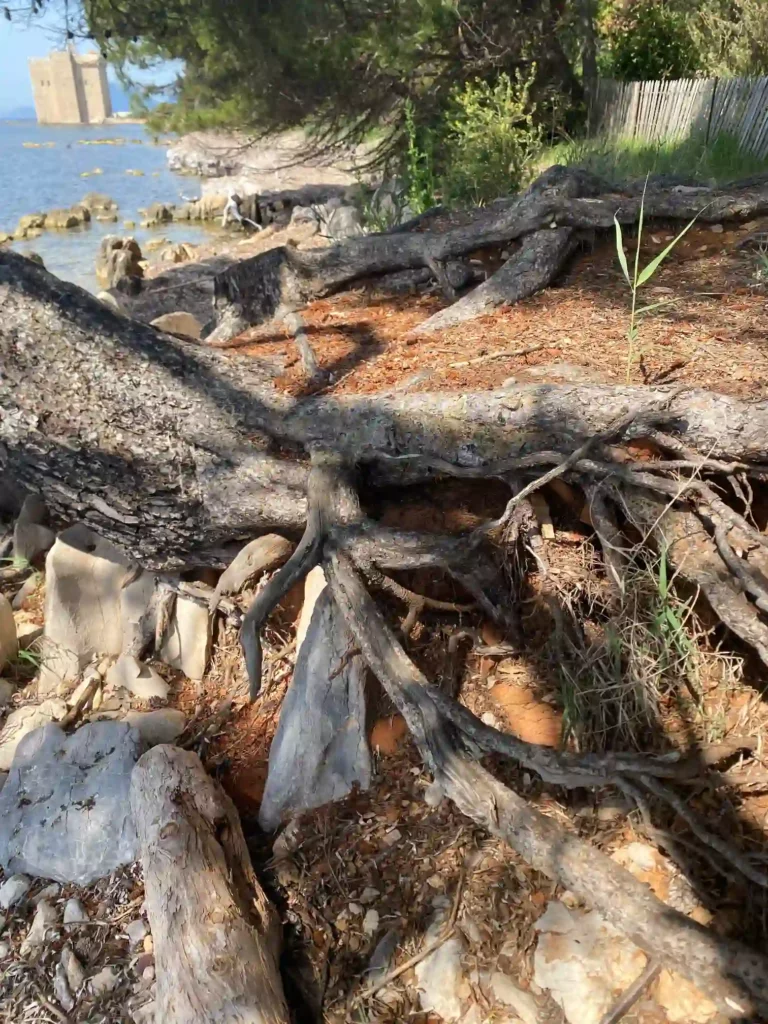 Racines épaisses et sinueuses d’un arbre poussant en bordure côtière, s’ancrant dans un sol rocheux et meuble. En arrière-plan, on distingue un bâtiment historique en pierre face à la mer.