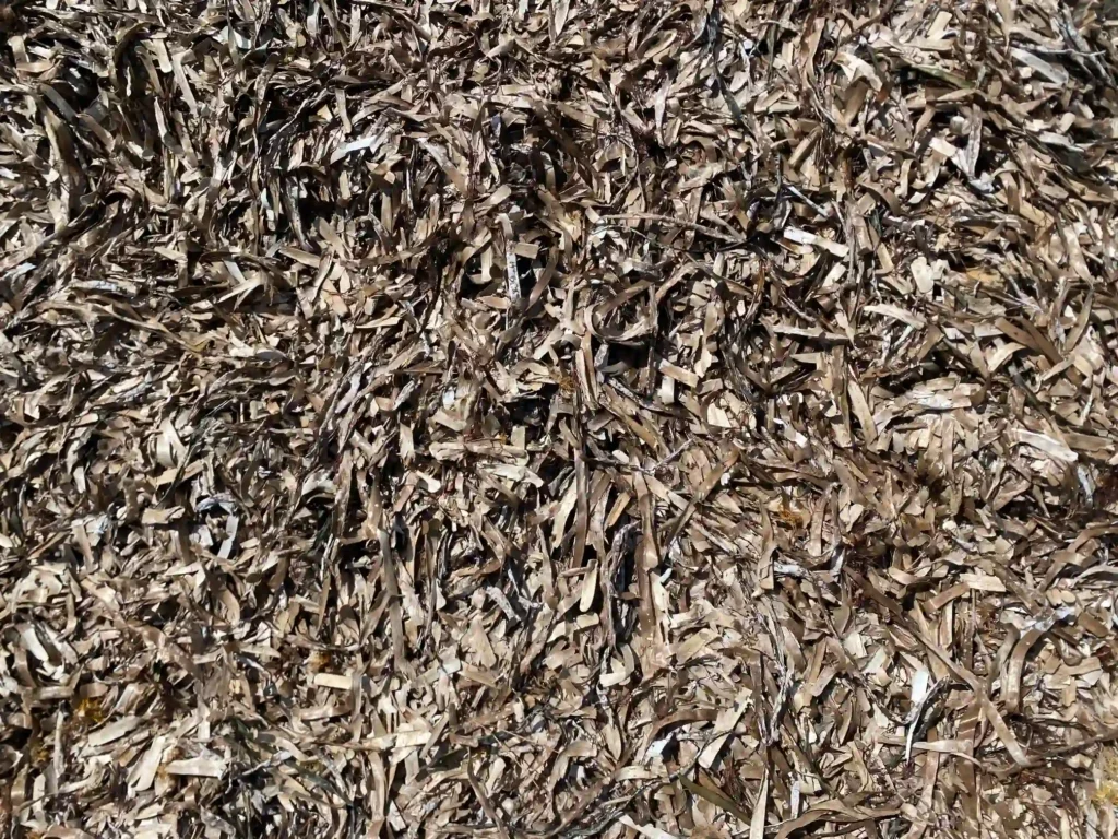 Gros plan sur une accumulation de feuilles mortes de posidonie, une plante marine protégée, formant un tapis naturel sur la plage. Ces dépôts jouent un rôle écologique important dans la protection du littoral.