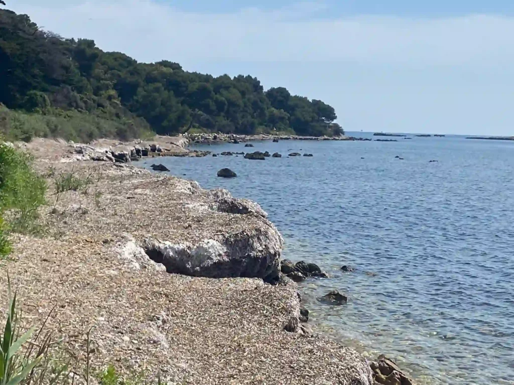 Vue d’une côte méditerranéenne avec de nombreuses feuilles de posidonie échouées sur le rivage, bordée par une végétation dense. La mer calme s’étend jusqu’à l’horizon sous un ciel clair.