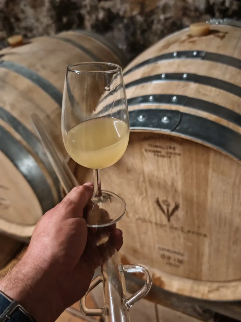 Main tenant un verre de vin blanc trouble, prélevé directement d’une barrique gravée “Abbaye de Lérins”, dans une cave à l’éclairage tamisé. L’étape illustre le suivi de l’élevage du vin.