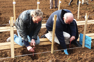 Plantation de jeunes vignes lors d’une inauguration dans un vignoble